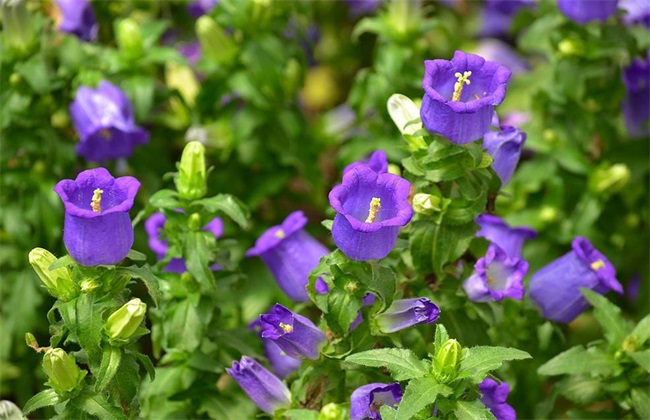 风铃花 养殖方法