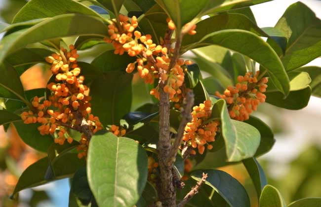 金桂花树栽培技术