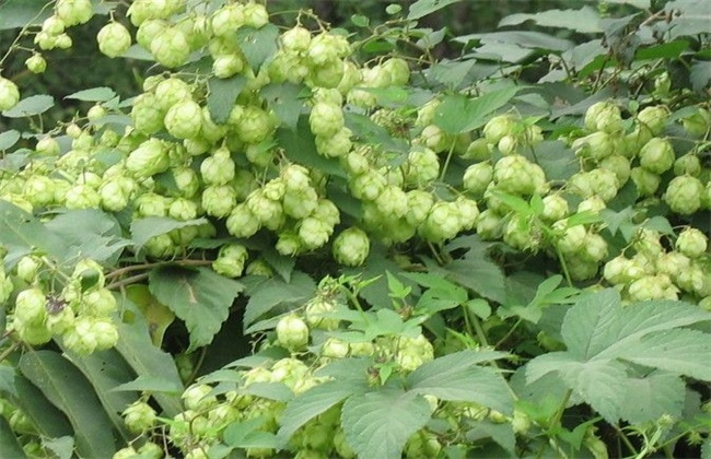 啤酒花种植 啤酒花 种植技术