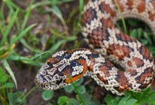 安徽土斑蛇有多毒？