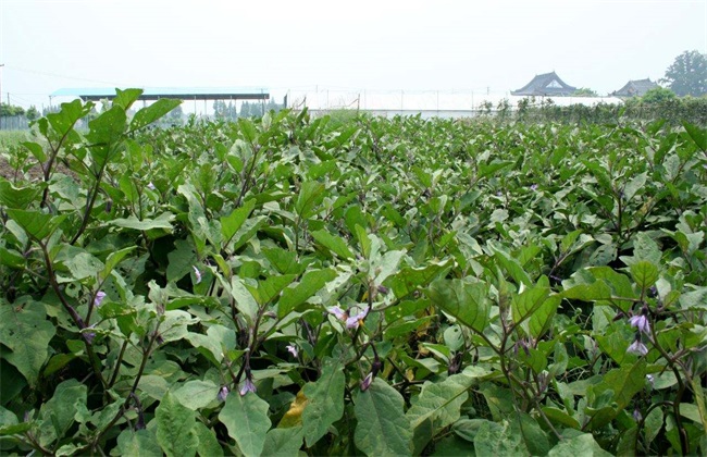 露地茄子種植技術