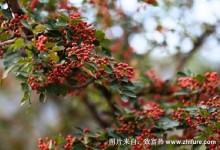 花椒虎天牛的防治方法