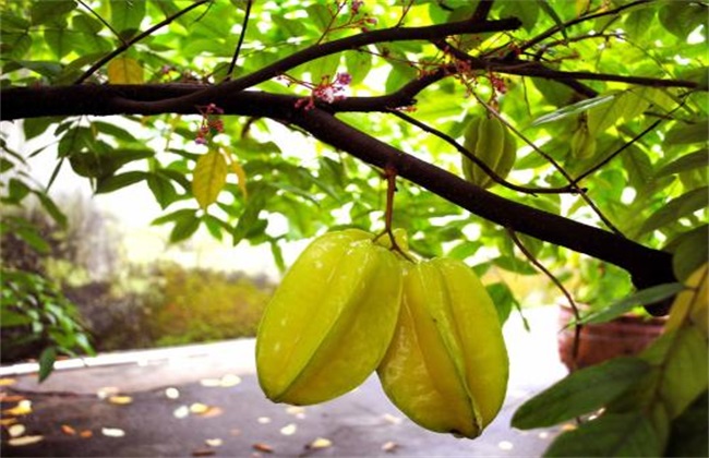 基肥是保证杨桃前期健壮生长的关键,一般在新种植果树的时候施入种植