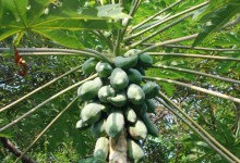 木瓜安徽可以种植吗？