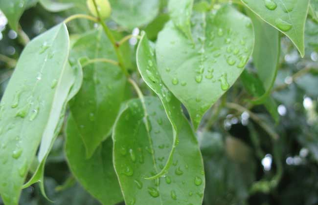 香樟树种植技术