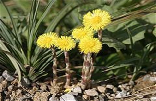 款冬花种植技术