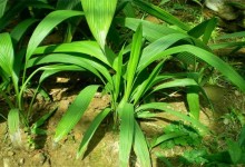 仙茅的种植技术