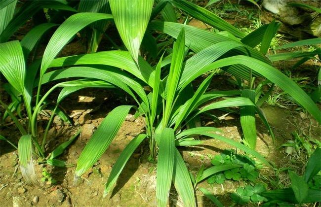 仙茅 种植 技术