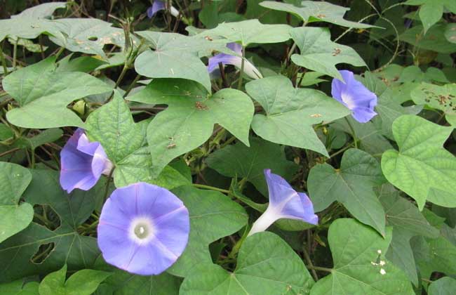 牵牛花有没有毒