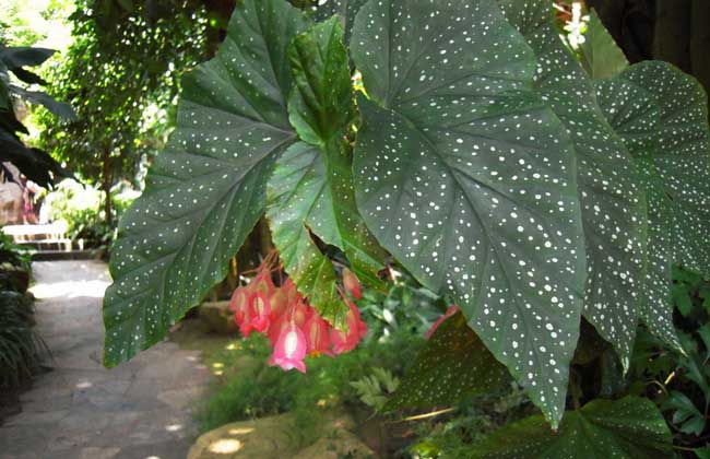 竹节秋海棠