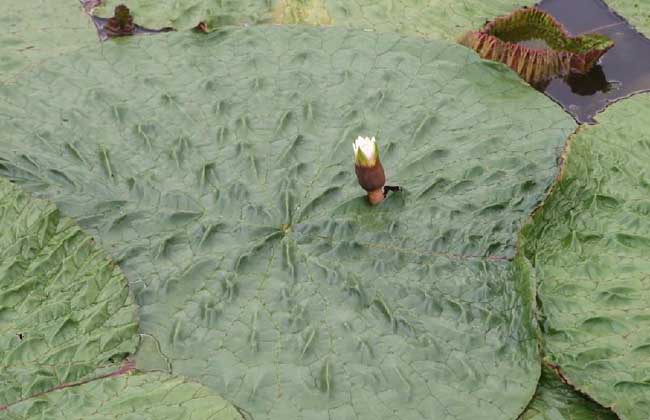 芡实种植技术