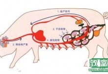 养猪人必看,催产素的合理使用