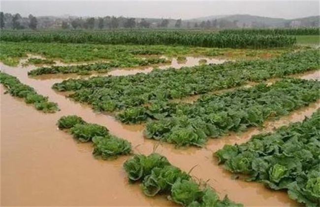 暴雨后 蔬菜 怎么管理