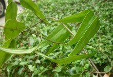 土茯苓的种植技术