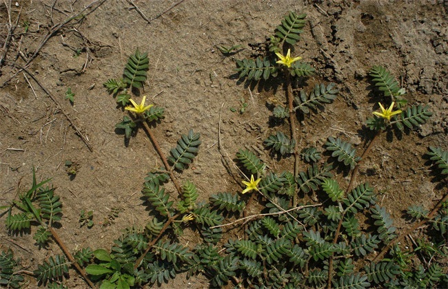 蒺藜种植技术 蒺藜种植 蒺藜