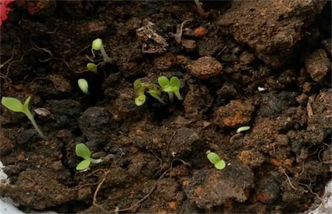 生菜种植