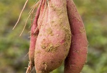 蜜薯种植条件？