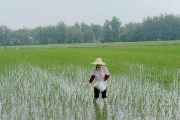 水稻负泥虫用什么药 水稻负泥虫防治方法