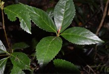 肿节风的种植技术