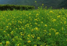 油菜地用什么除草剂,针对不同类型的杂草用