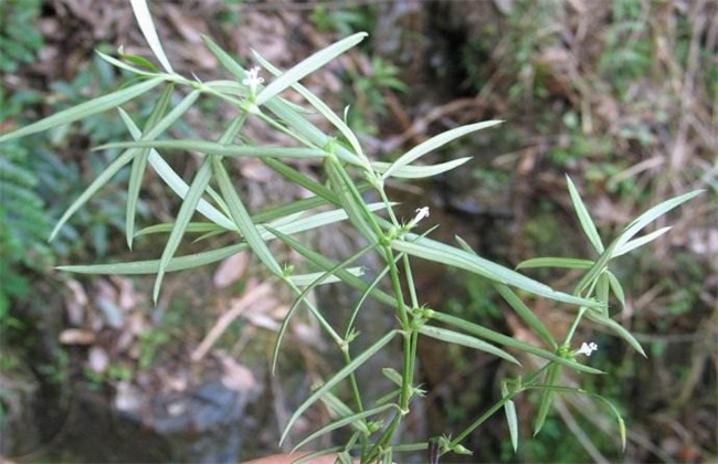 白花蛇舌草种植技术