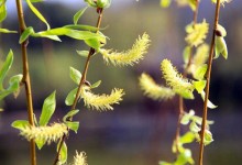 柳树什么时候开花?