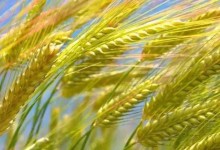小麦与粮食之间的关系相当于什么之间的关系