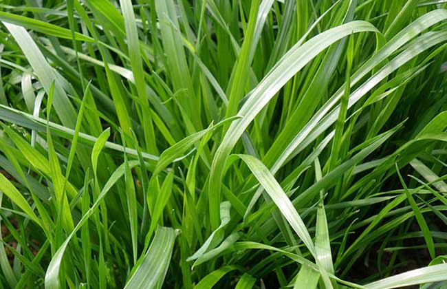 草,也是世界各地普遍引种栽培的优良牧草,为禾本科黑麦草属多年生植物
