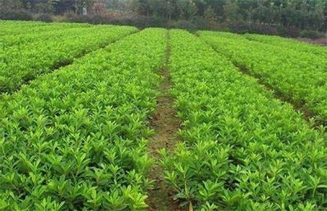 映山红 怎么 繁殖