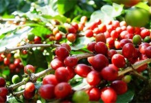 咖啡豆种植的方法