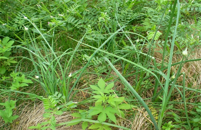 田间管理