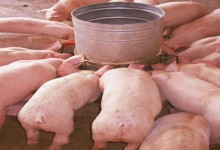 中国还进口美国猪肉吗？