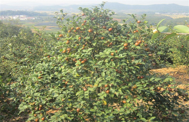 油茶树 管理 方法