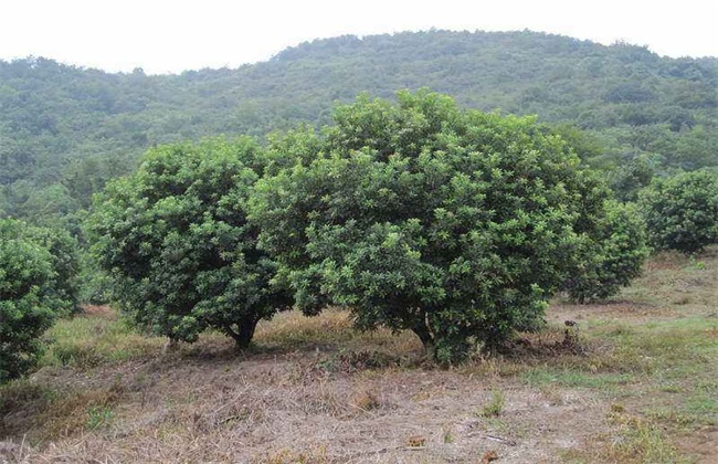 乌梅种植注意事项