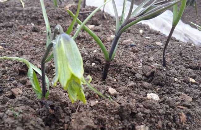 川贝母种植技术