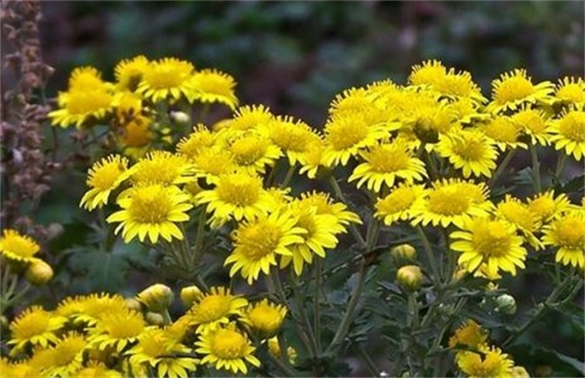 野菊花 种植 技术