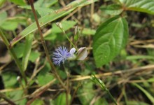 远志种子价格及种植方法