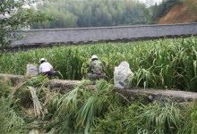 冷水茭白的栽培技术