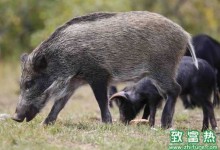 野猪如何预防水肿病