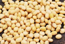 黑龙江大豆种植和产量？