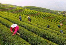 黄金茶的种植前景