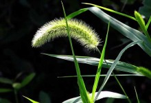 狗尾草种子价格及种植方法