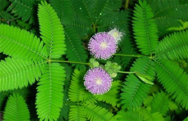 含羞草不开花原因及解决方法