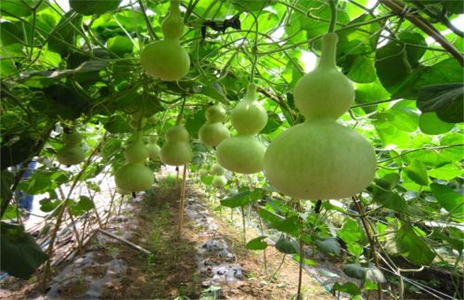 小葫芦 种植方法 种植技术