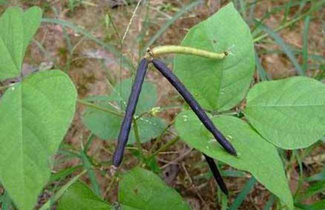 绿豆 夏季直播 种植技术