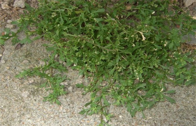 鹅不食草的种植技术