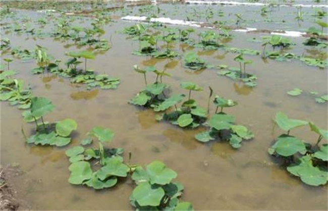 莲藕定植不发棵原因