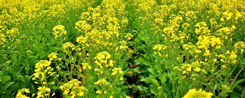 油菜地杂草用什么除草剂