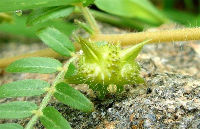 蒺藜种植技术 蒺藜种植 蒺藜