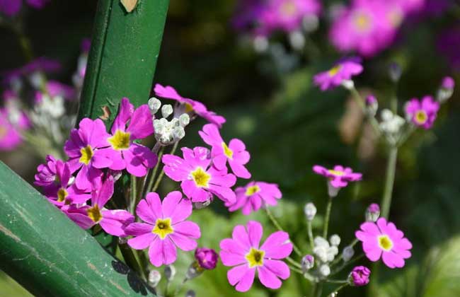 樱花草花语